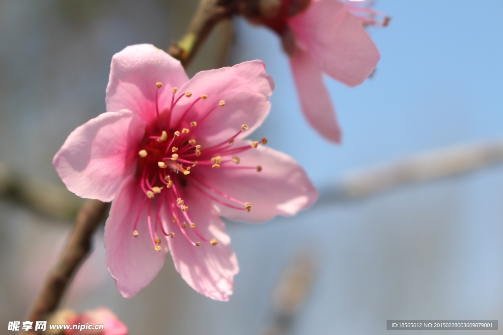 桃花