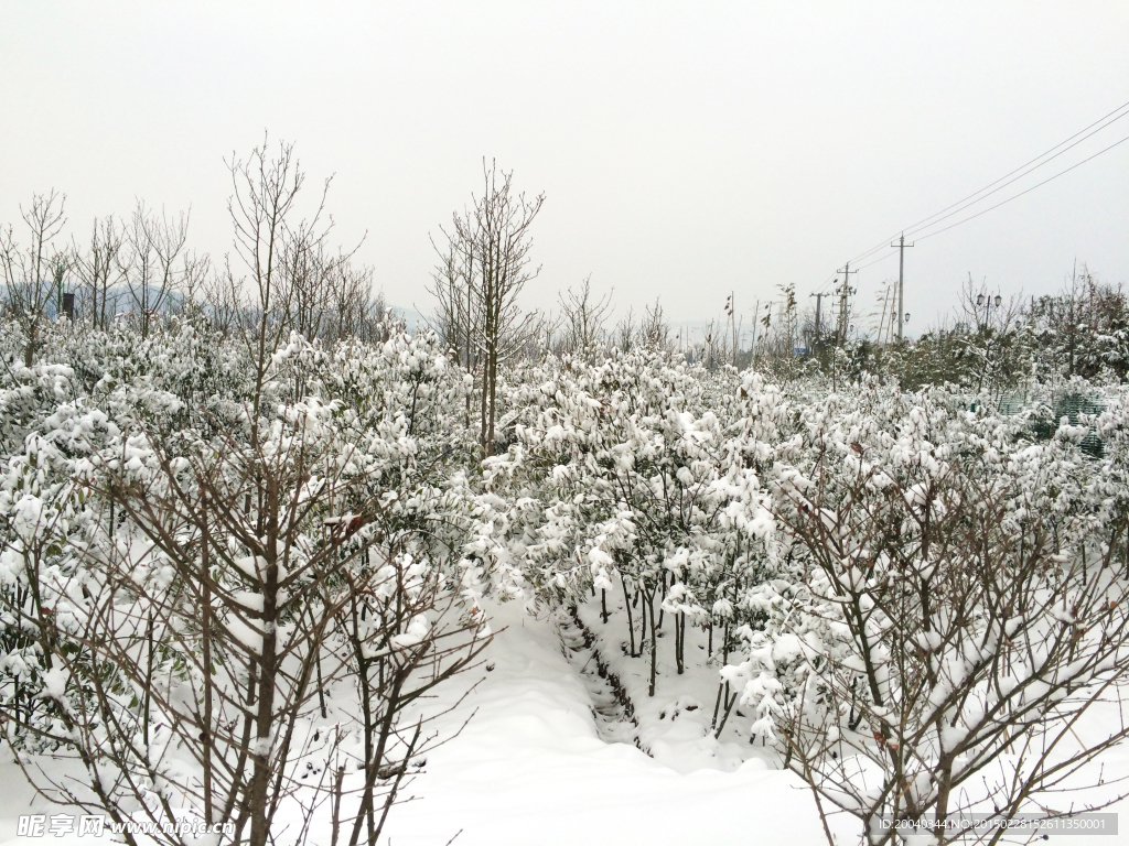 雪景紫薇