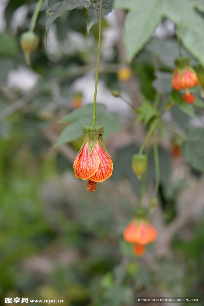 灯笼花 花卉