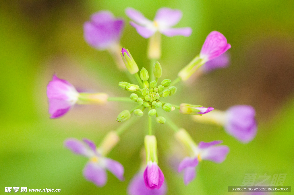 菜花