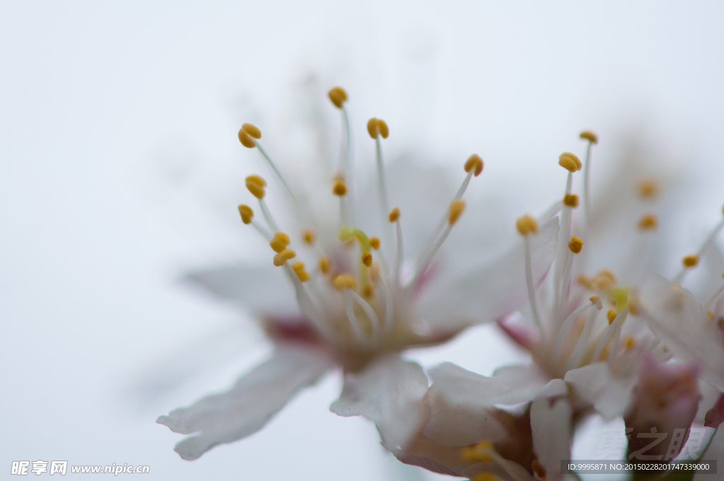 花儿