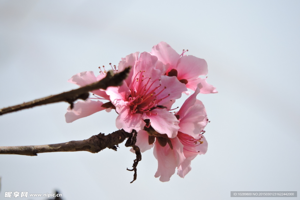 桃花