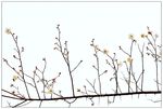 白色腊梅花枝