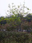 桑树