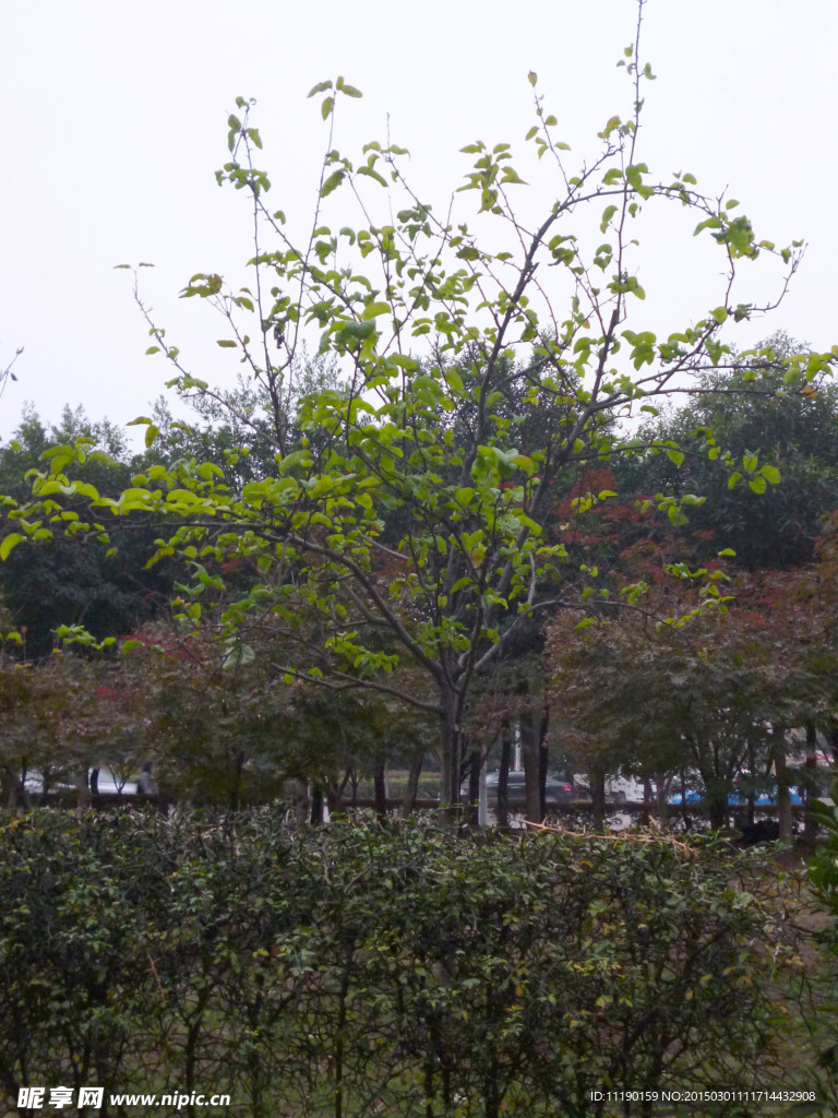 桑树