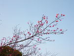 梅花枝