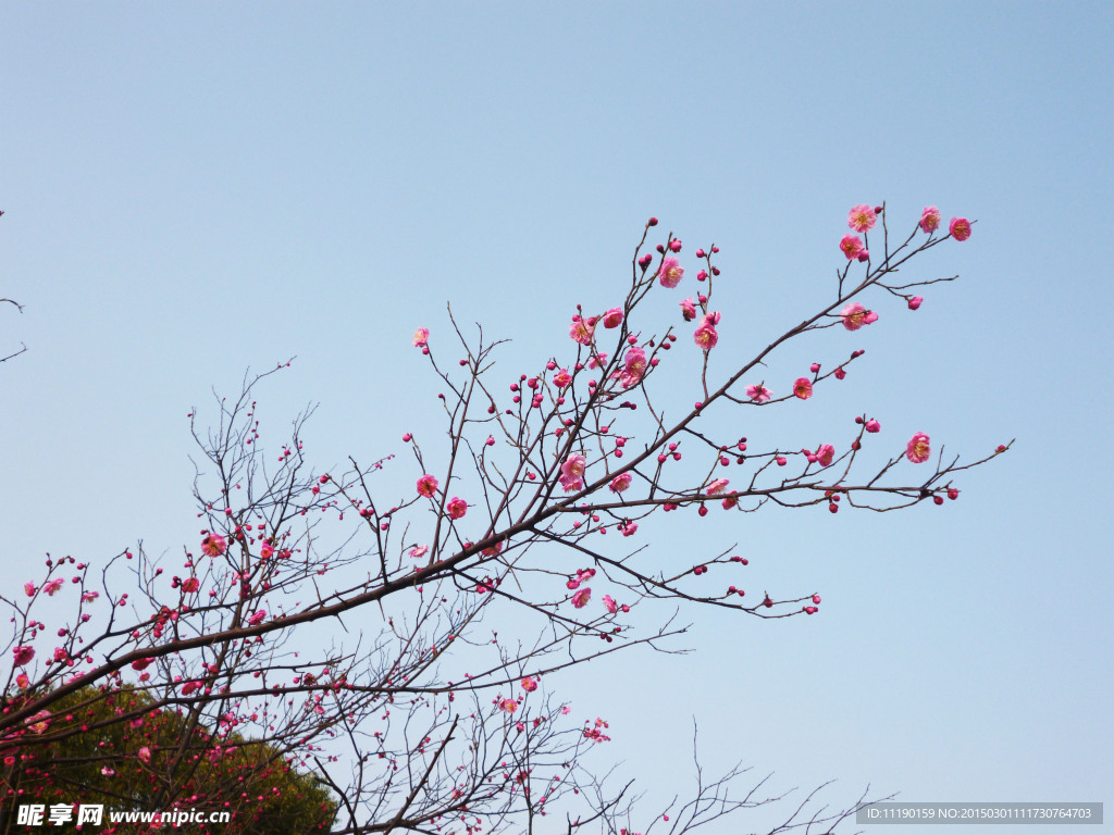 梅花枝