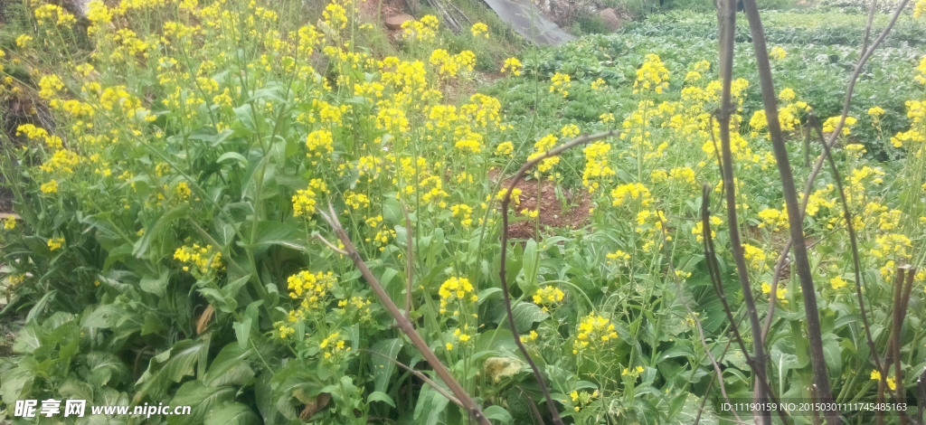 油菜花