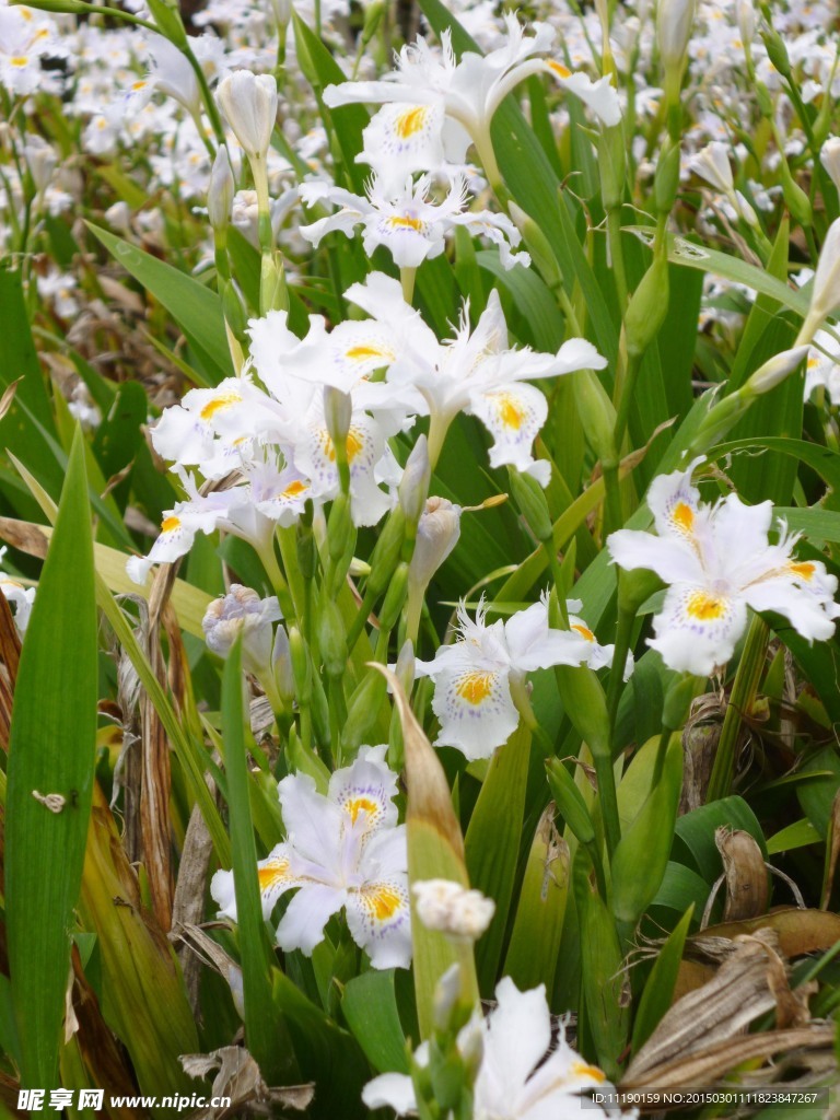 鸢尾花