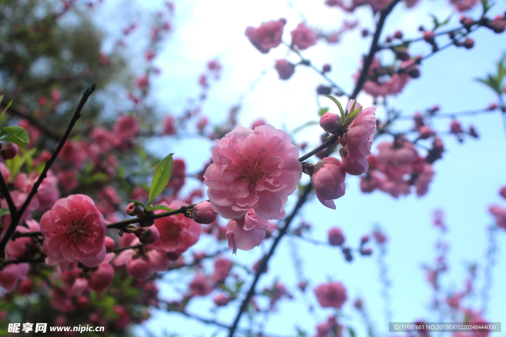 桃花