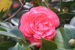 茶花