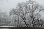 雪景