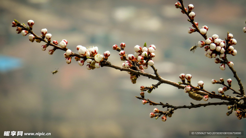 蜜蜂桃花