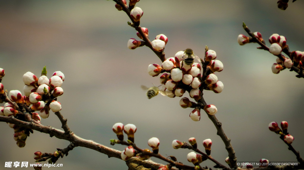 桃花蜜蜂