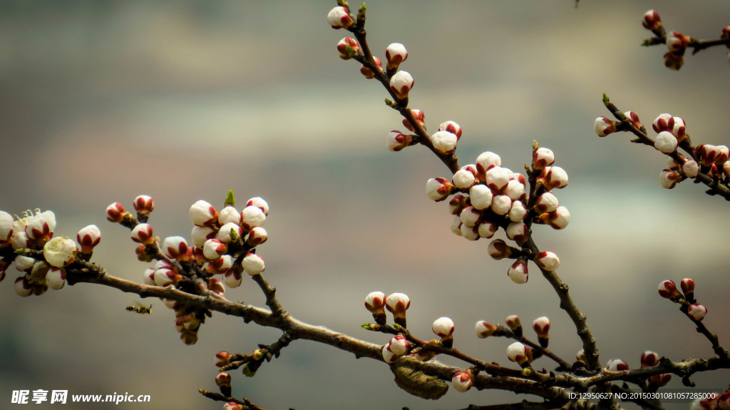蜜蜂桃花