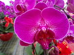 蝴蝶兰花