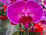 蝴蝶兰花
