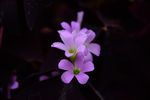 淡紫小花