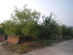 石榴树