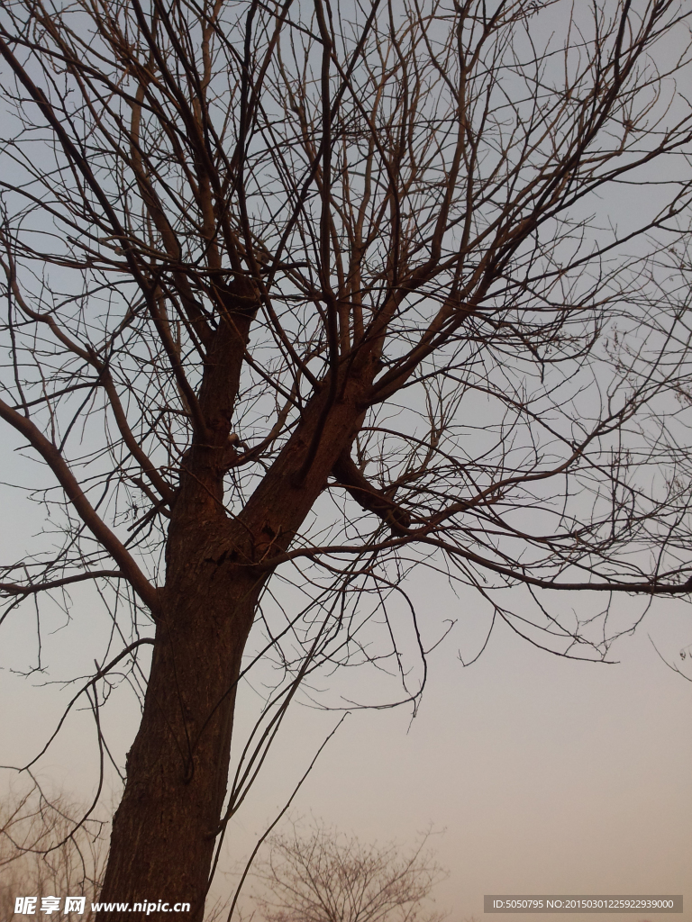 夕阳枯树
