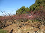 世纪公园   梅花节