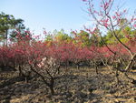 世纪公园   梅花节