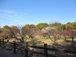 世纪公园梅花节