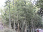 古漪园竹子   竹林