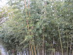 古漪园竹子   竹林