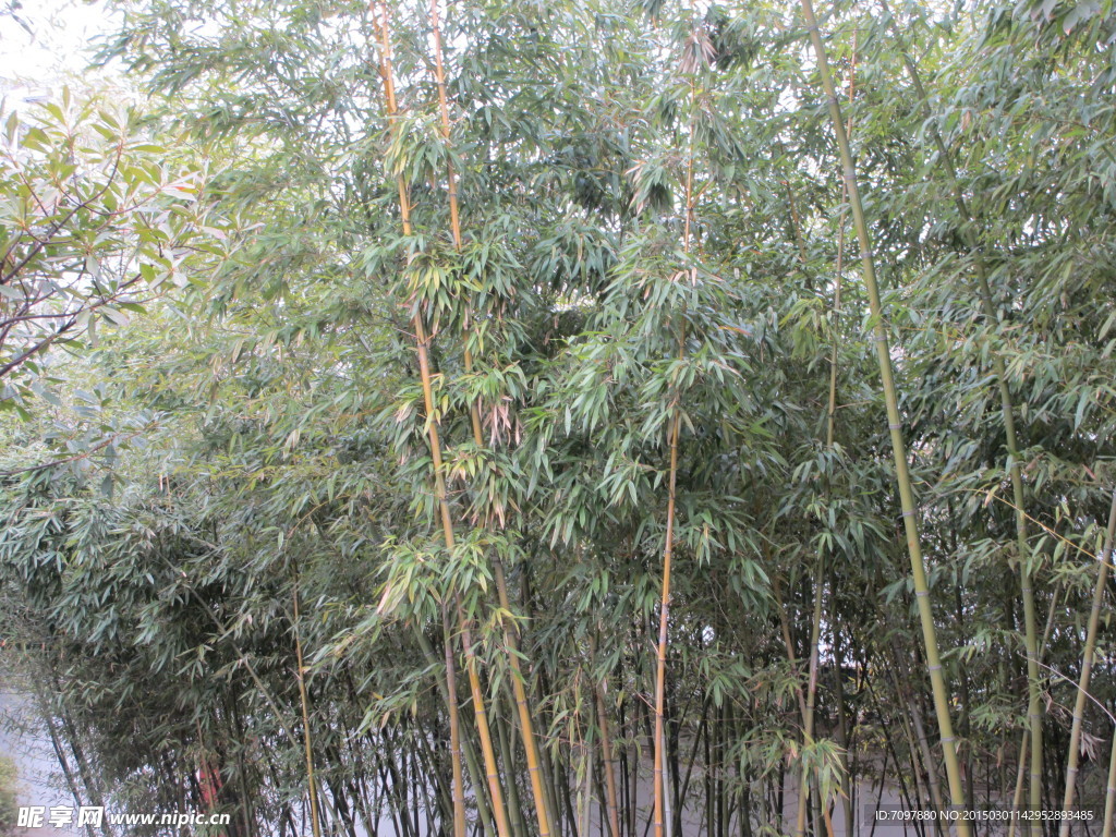 古漪园竹子   竹林