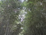 古漪园竹子   竹林
