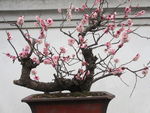 梅花