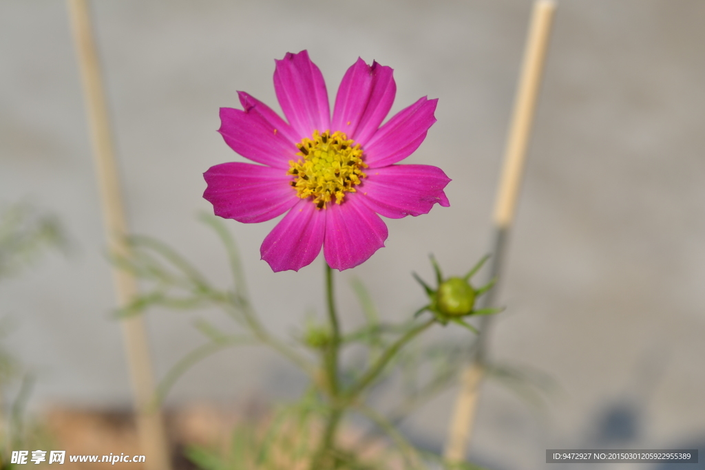 波斯菊