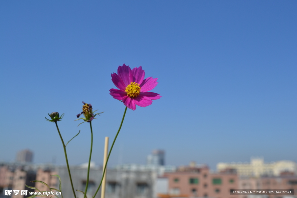 波斯菊