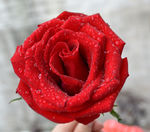 玫瑰花