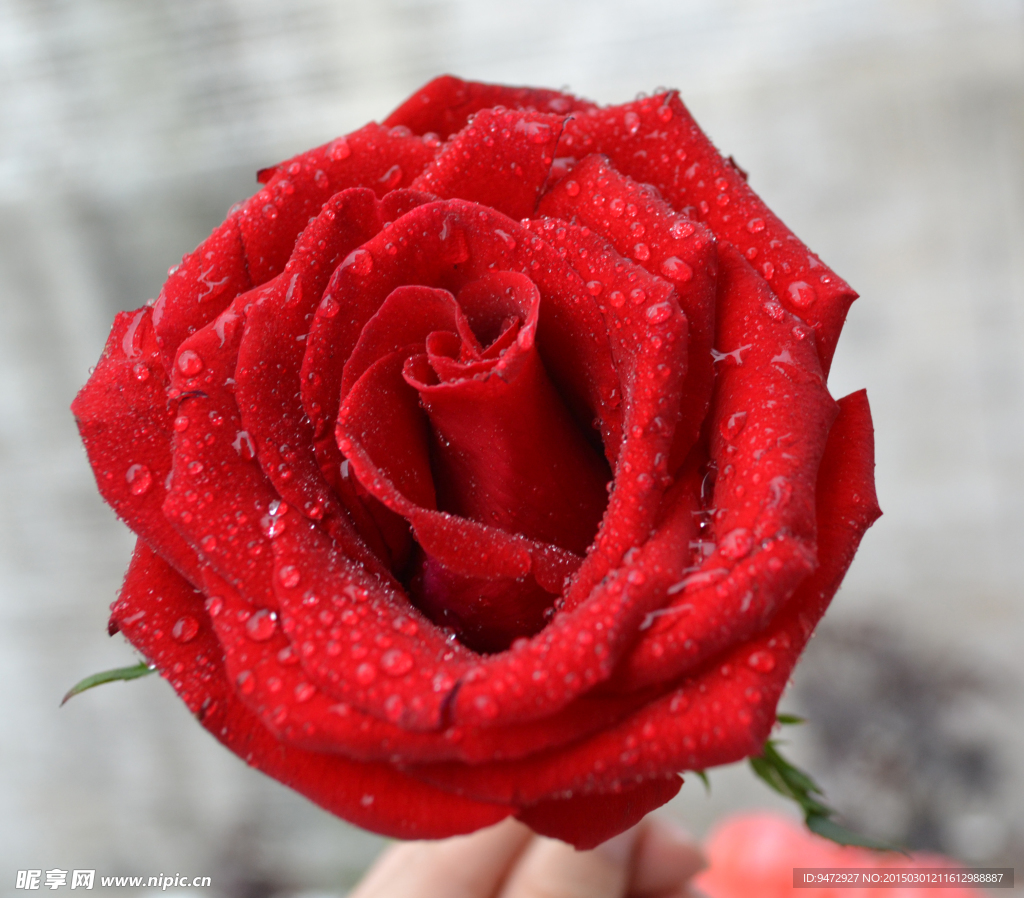 玫瑰花