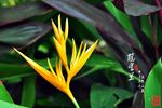 鹤望兰