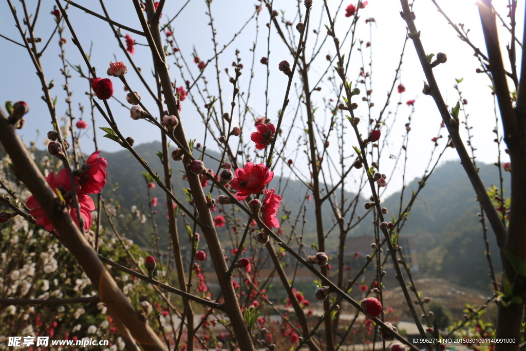 桃花