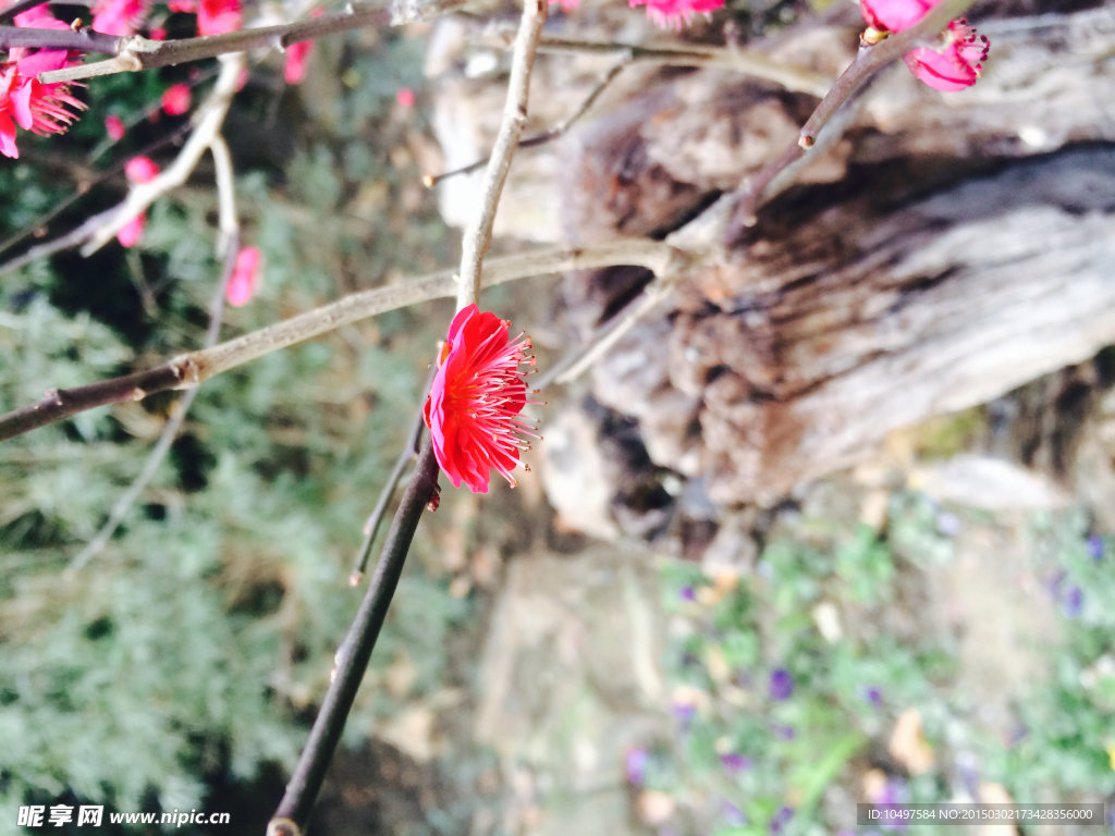 花