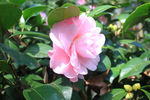 茶花