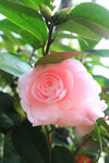 茶花
