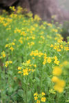 油菜花