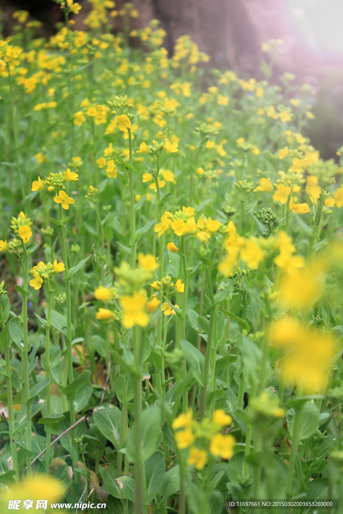 油菜花