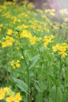 油菜花