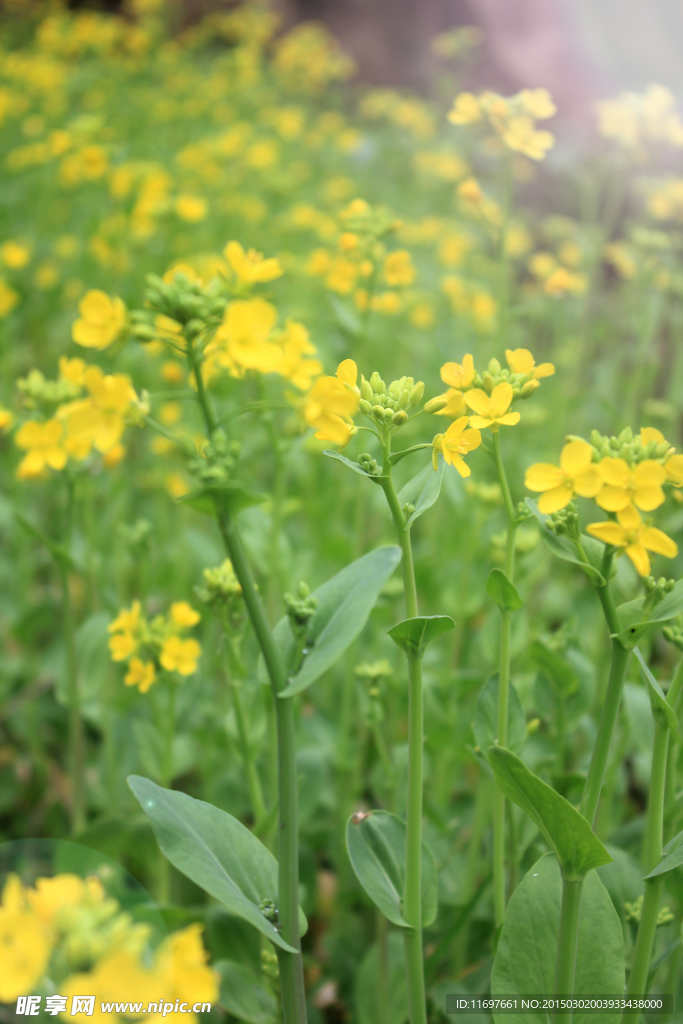 油菜花