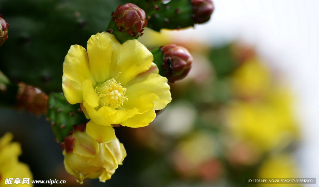 仙人掌花