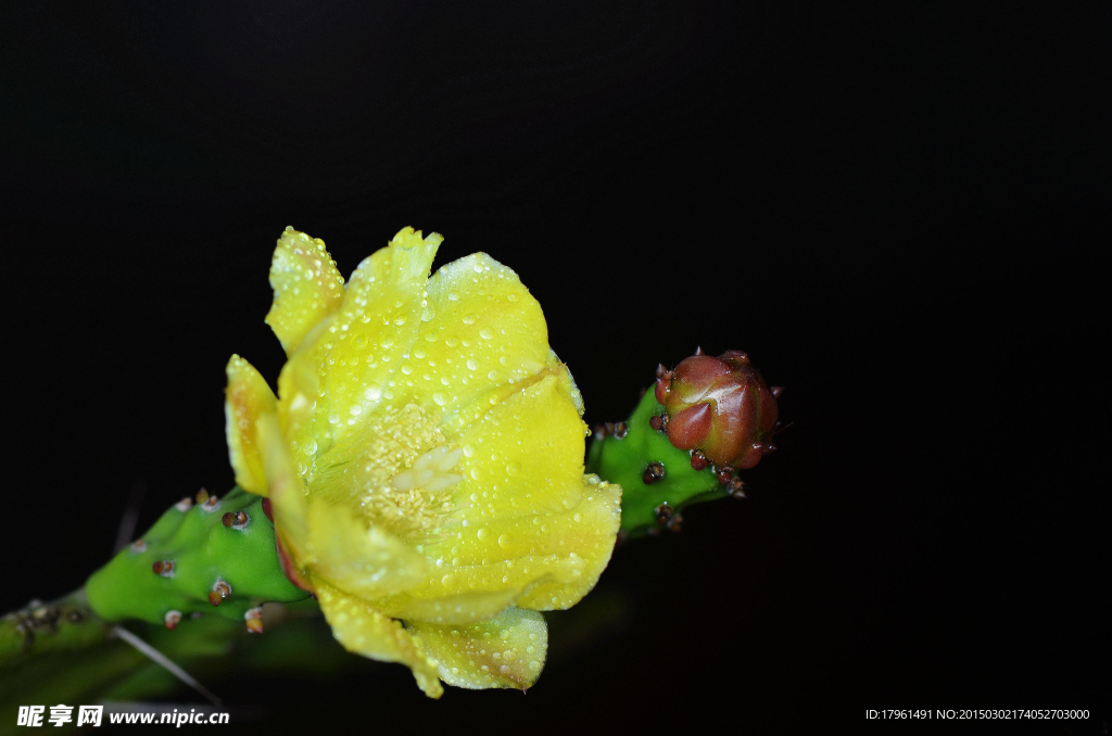 仙人掌花