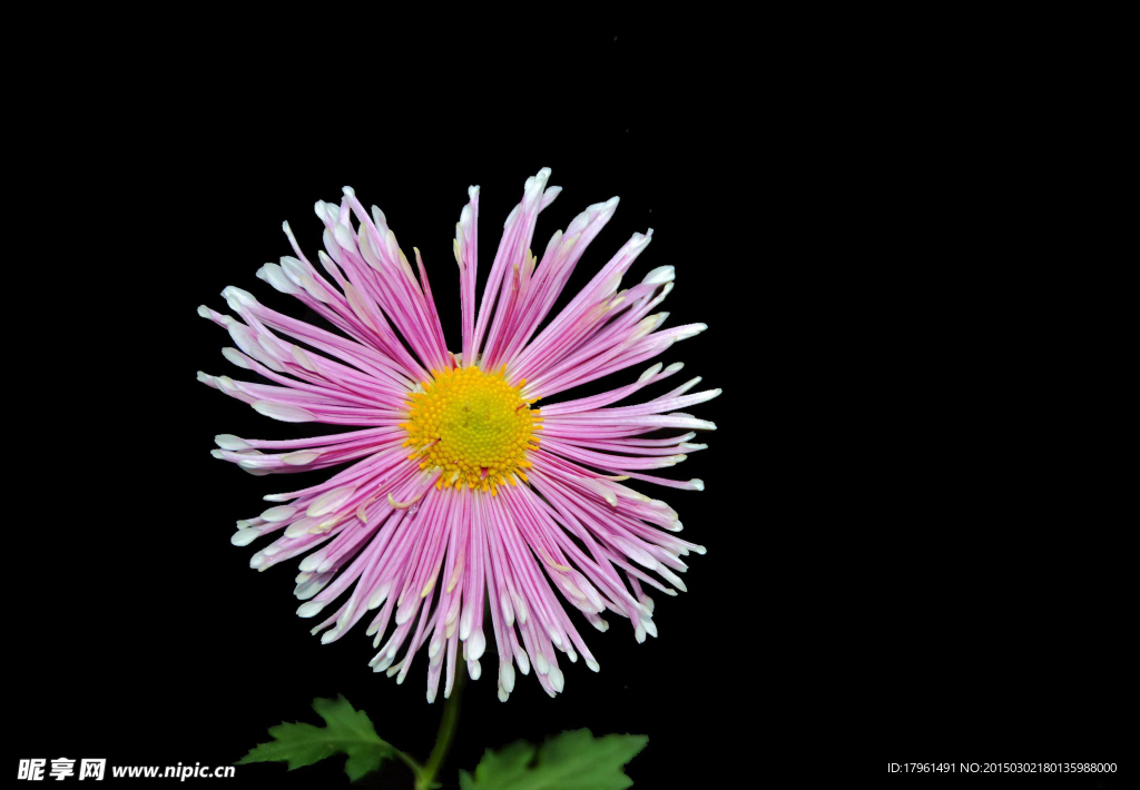 唯美菊花