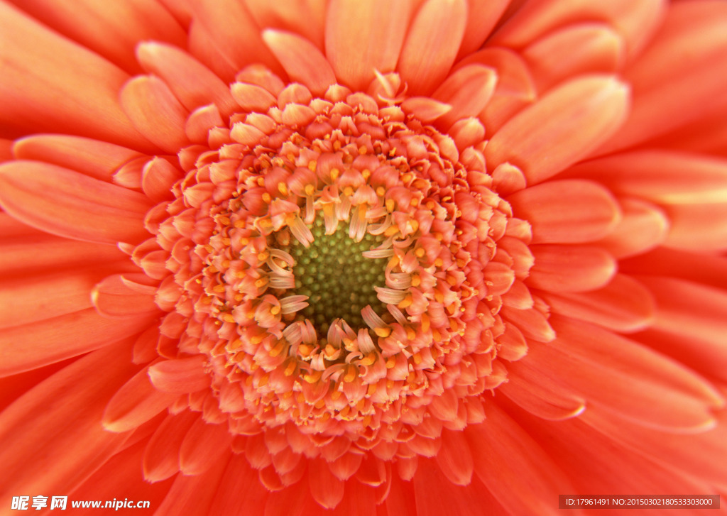 唯美雏菊