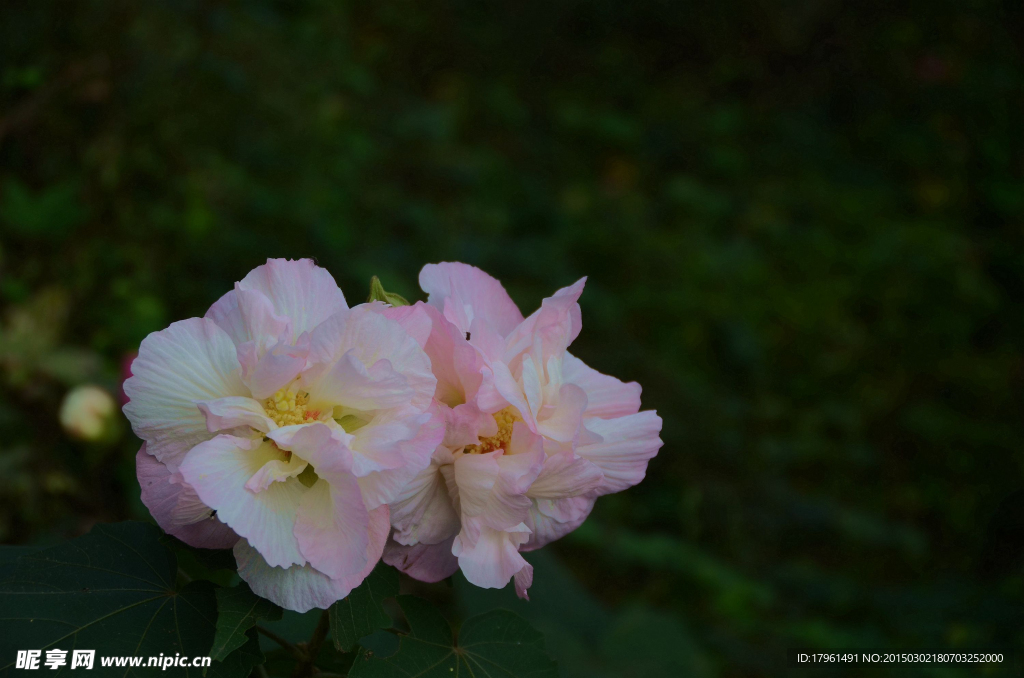 木芙蓉